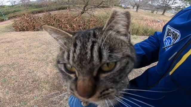 鼻ドリルが強烈過ぎる野良猫