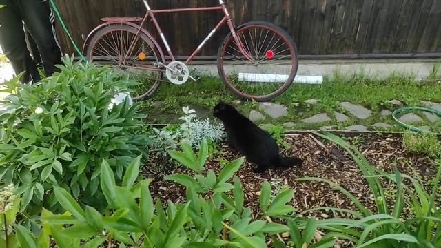 19.07.22.Дача.. к Мурзику пришел соседский кот в гости?? смотреть онлайн