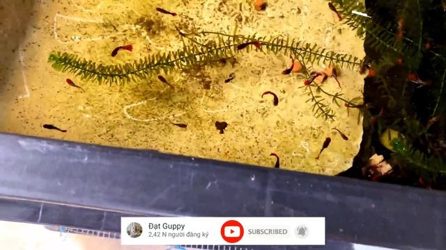 [ Guppy ] Khu Nuôi Cá Cũ Của Dat Guppy | Chia Sẻ Kinh Nghiệm Nuôi Cá Bảy Màu | Dat Guppy смотреть онлайн