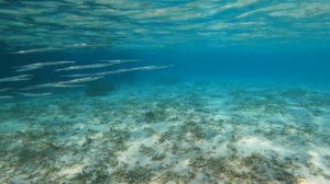 Cан айленд резорт & спа Мальдивы (Вилла Парк). Об огромном отеле на Мальдивах Sun island resort &sp