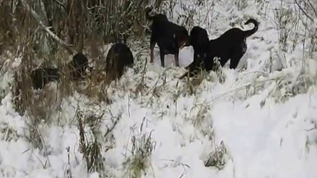 мои роттодамочки сборка 3 смотреть онлайн