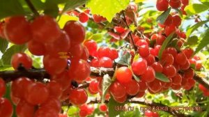 Вишня войлочная Царевна (prunus tomentosa tcarevna) ? обзор: как сажать, саженцы вишни Царевна