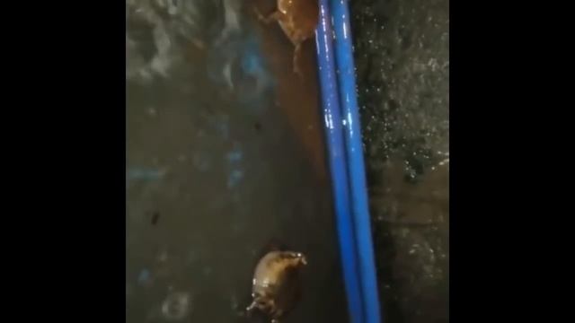 Stupid gay idiot frogs fighting смотреть онлайн