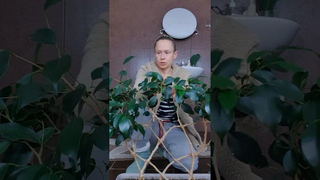 Плетень из фикуса бенджамина. Часть 5, но не последняя. смотреть онлайн