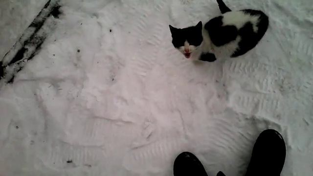 Кошка ходит за мной(2) смотреть онлайн