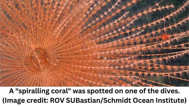 'Mind-blowing' deep sea expedition uncovers more than 100 new species & gigantic underwater mountai смотреть онлайн