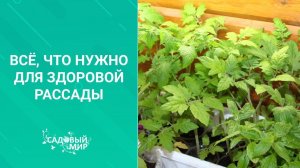 Качественный грунт/почву для рассады готовим сами. Обеззараживаем и питаем!