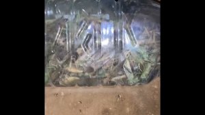 Как насадить саранчу на крючок