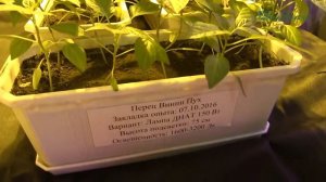 Лампа подсветка для рассады