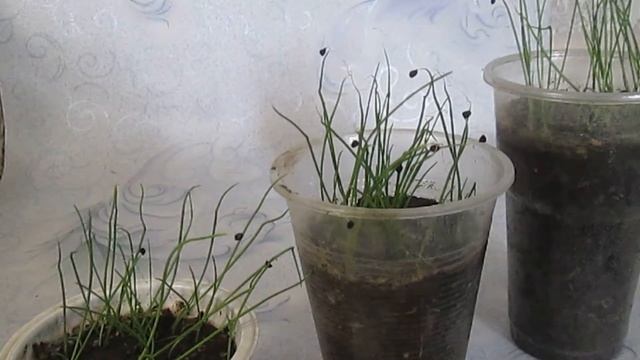 Рассада лука Эксибишен - Стричь или нет? Надо ли убирать с рассады семена (оболочку семени)? смотреть онлайн