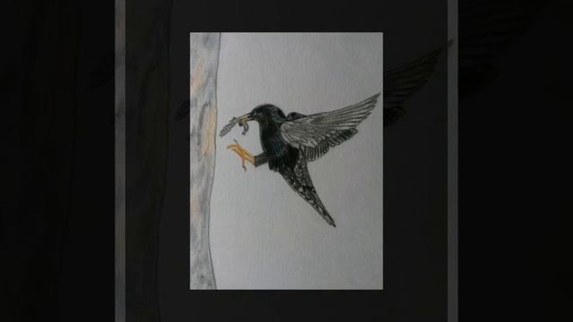 For children. How to draw a bird. Starling/Для детей. Как нарисовать птичку. Скворец смотреть онлайн