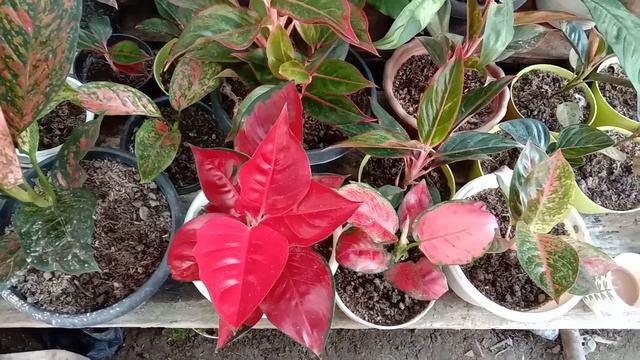 Q n A seputar perawatan aglaonema suksom jaipong смотреть онлайн