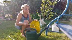 Чем подкормить озимый лук и чеснок. Последняя подкормка. @galabum