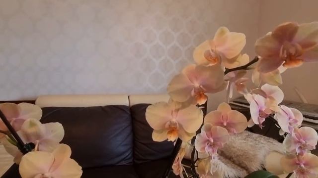 Пересадила гардению, орхидеи и бугенвиллии в новые горшки и грунт? (перезалив) смотреть онлайн