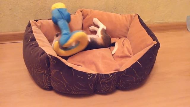 Баффи. Первый день дома смотреть онлайн