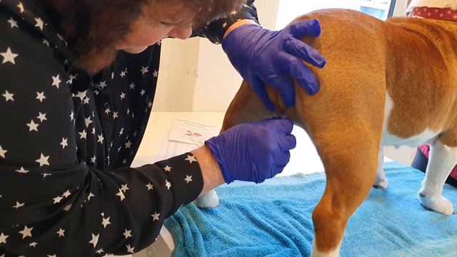 Canine Ovulation Test Pads. www.canineovulationpads.com смотреть онлайн