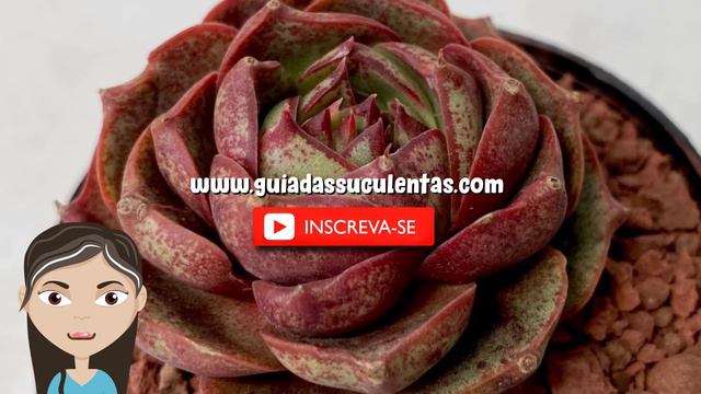 Echeveria Longissima: Um Guia Desta Suculenta