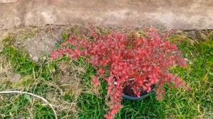 Бонсай из барбариса Тунберга Orange dream.