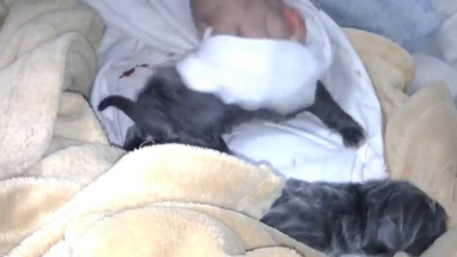 Новорожденные щенки мастино наполетано смотреть онлайн