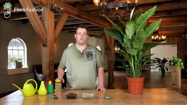 Tips voor de verzorging van je Spathiphyllum (Lepelplant) смотреть онлайн