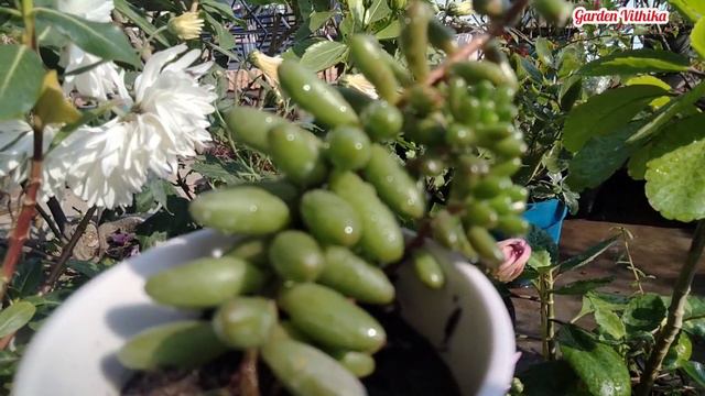 7 - 10 दिन में कटिंग से लगने वाले Hardy Succulent/इन 15 Succulent की कटिंग कभी भी खराब नहीं होती है смотреть онлайн