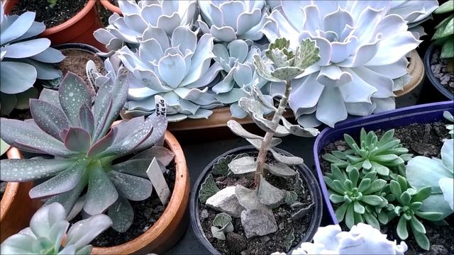 Kalanchoe Rhombopilosa E Seu Cultivo E Graptoveria Fantome Em Teste. Simone Felic