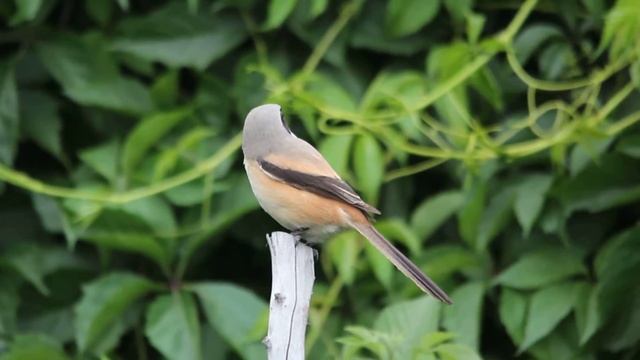 Длиннохвостый сорокопут (Lanius Schach)