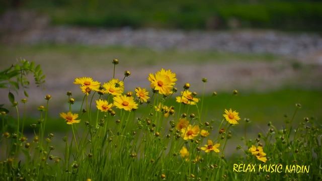 Божественная музыка для души !Красивые цветы! смотреть онлайн