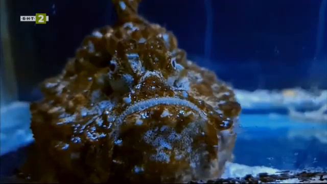 Регионалният природонаучен музей в Пловдив, "10 000 крачки" - 12.01.2023 смотреть онлайн