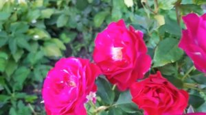 Роза флорибунда Уайлд Блю Йондер (Wild Blue Yonder ) из питомника Бутримовых