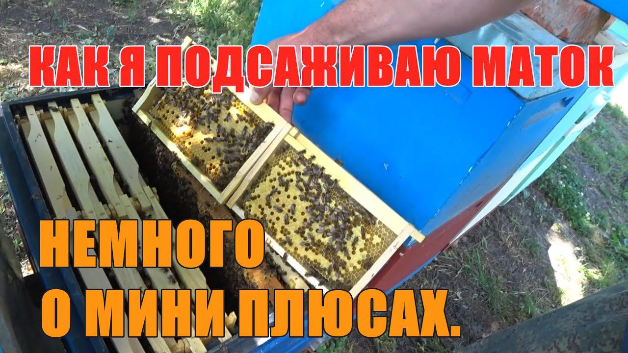 ПОДСАДКА МАТОК О МИНИ ПЛЮСАХ смотреть онлайн