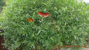 Ива ломкая шаровидная (salix) ? ломкая шаровидная ива обзор: как сажать, саженцы ивы