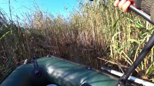 ЛОВЛЯ КАРПА НА ПОПЛАВОК И МОРМЫШКУ В КАМЫШАХ