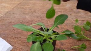 Петуния пошла в рост, пошла потяжка, как остановить силу роста петунии?