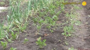 Защита пекинской капусты от земляной блошки. Хорошее соседство растений