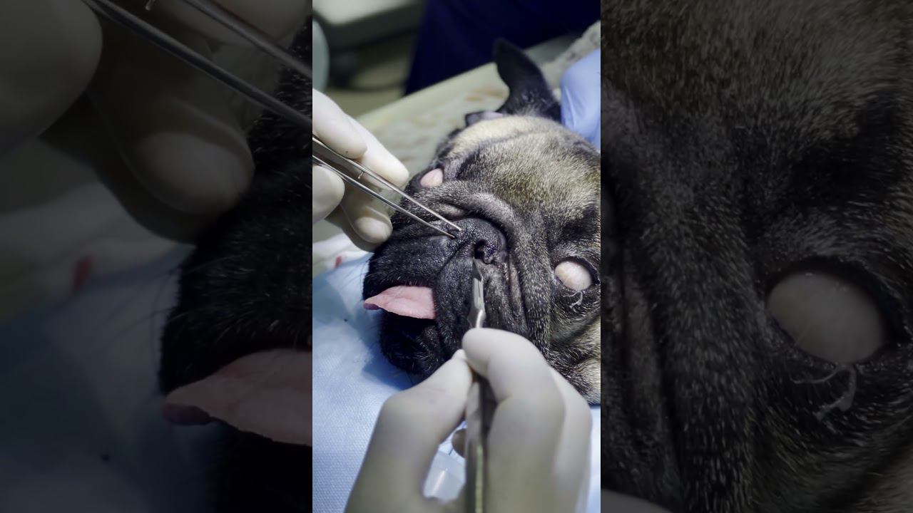 Мопс едва дышал, однако... #мопс #ринопластика #ветеринария #ветеринарнаяклиника #помощь #бульдоги смотреть онлайн