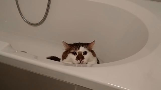 Нет ничего страшнее на свете, чем кот сидящий в ванной! смотреть онлайн