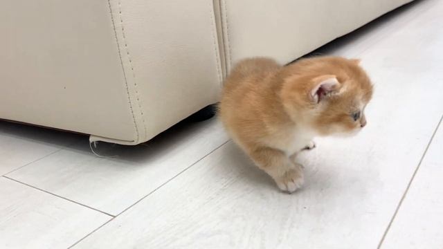 Mom cat calls baby kitten with her, but she is looking for where to hide from her смотреть онлайн