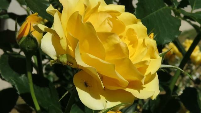 Yellow Rose (Sárga rózsa) смотреть онлайн