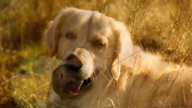 ASMR АСМР: Звук собаки, скулит щенок. The sound of the dog, whining puppy. смотреть онлайн