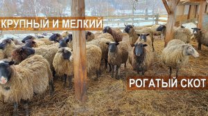 Содержание крупного и мелкого рогатого скота. Ферма Лукино