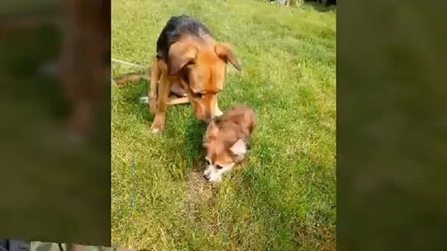 Пёс Тимур в добрые руки. Помощь бездомным животным. Животные-инвалиды смотреть онлайн