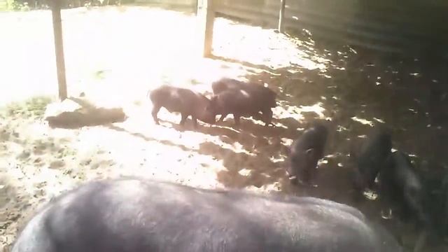 ВЬЕТНАМСКИЕ ПОРОСЯТА