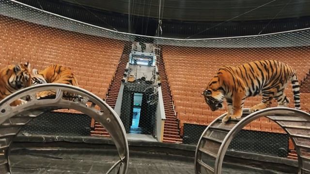 Прогулки с тигрозаврами!