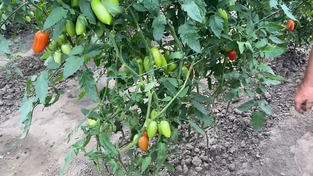 Які томати сливки кращі смотреть онлайн