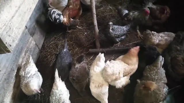 Чем нельзя кормить курочек несушек.