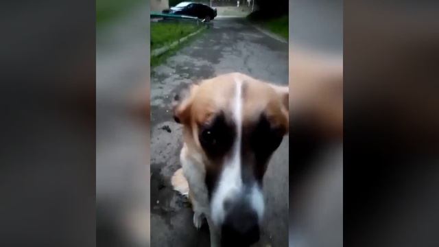 2 чёрных кота чуть было не разодрали мою собаку смотреть онлайн