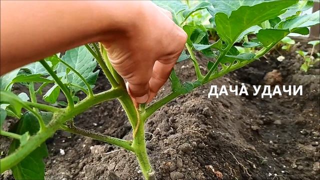 Пасынкование томатов. ВСЕ ПРОСТО!!! ДАЧА УДАЧИ смотреть онлайн