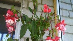 Почему у фуксии скручиваются листья во внутрь — что делать