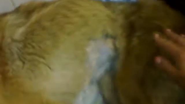 Пёс с Шабалина. смотреть онлайн